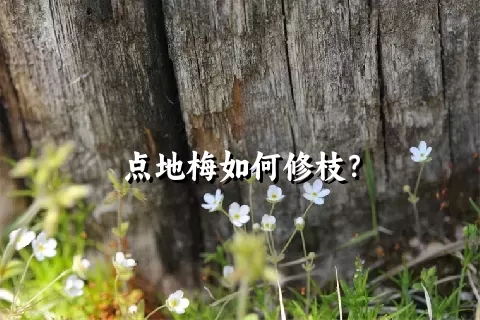 点地梅如何修枝？