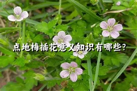 点地梅插花意义知识有哪些？