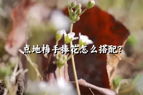 点地梅手捧花怎么搭配？