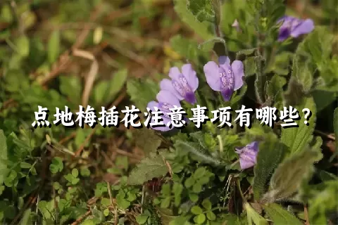 点地梅插花注意事项有哪些？