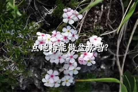 点地梅能做盆景吗？