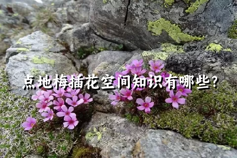 点地梅插花空间知识有哪些？