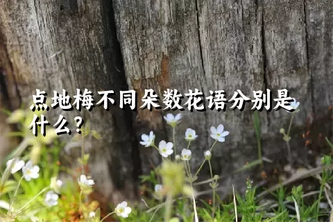 点地梅不同朵数花语分别是什么？