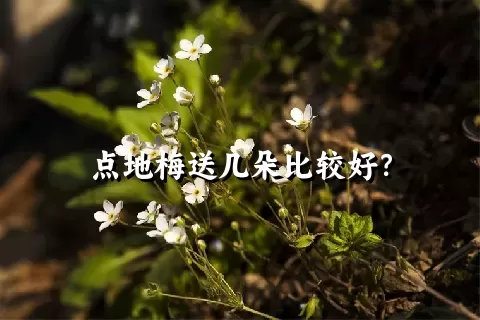 点地梅送几朵比较好？