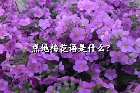 点地梅花语是什么？