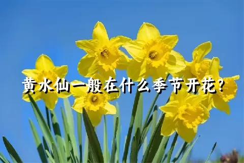 黄水仙一般在什么季节开花？