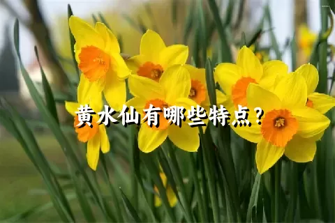 黄水仙有哪些特点？