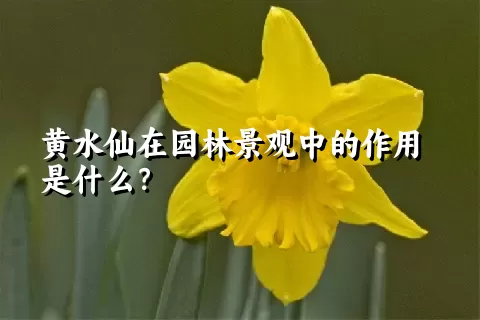 黄水仙在园林景观中的作用是什么？