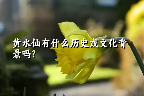 黄水仙有什么历史或文化背景吗？