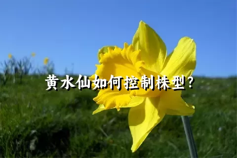 黄水仙如何控制株型？