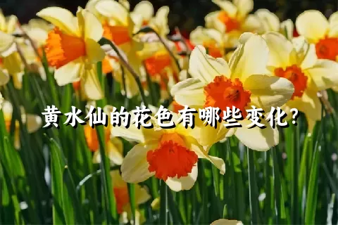 黄水仙的花色有哪些变化？