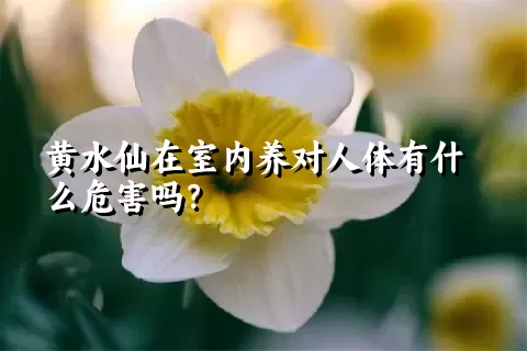 黄水仙在室内养对人体有什么危害吗？