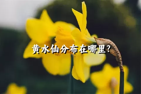 黄水仙分布在哪里?