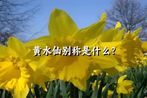 黄水仙别称是什么？