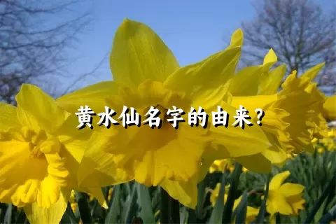 黄水仙名字的由来？