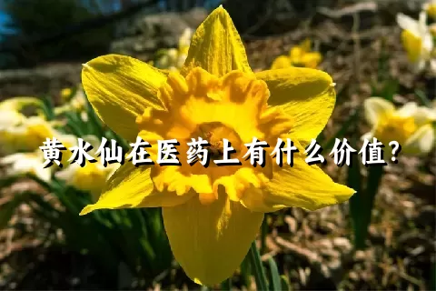 黄水仙在医药上有什么价值？