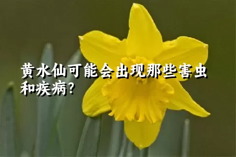 黄水仙可能会出现那些害虫和疾病？