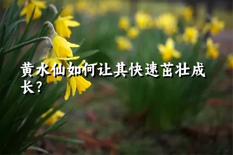 黄水仙如何让其快速茁壮成长？