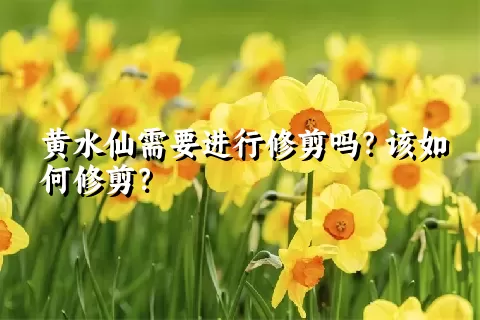 黄水仙需要进行修剪吗？该如何修剪？