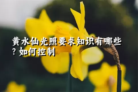 黄水仙光照要求知识有哪些？如何控制