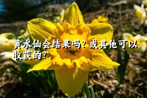 黄水仙会结果吗？或其他可以收获的？