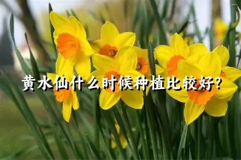 黄水仙什么时候种植比较好？