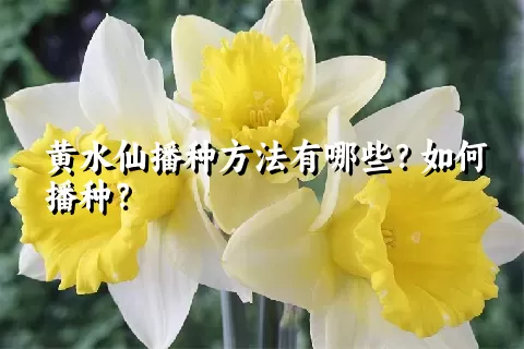 黄水仙播种方法有哪些？如何播种？