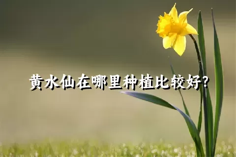 黄水仙在哪里种植比较好？