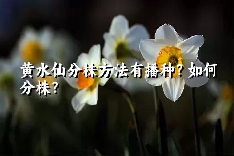 黄水仙分株方法有播种？如何分株？