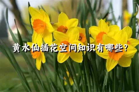 黄水仙插花空间知识有哪些？