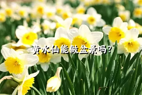 黄水仙能做盆景吗？