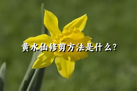 黄水仙修剪方法是什么？