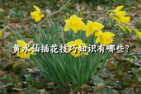 黄水仙插花技巧知识有哪些？