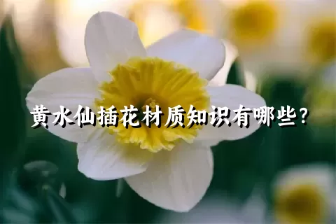 黄水仙插花材质知识有哪些？