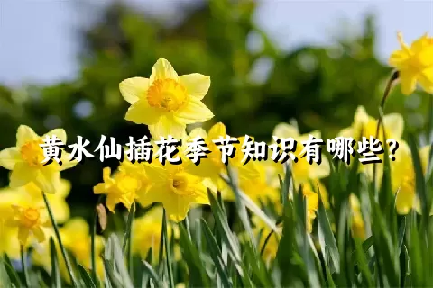 黄水仙插花季节知识有哪些？