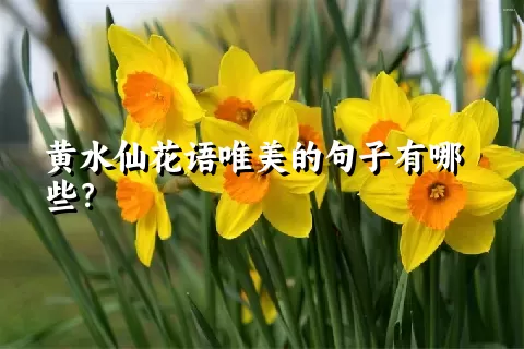 黄水仙花语唯美的句子有哪些？