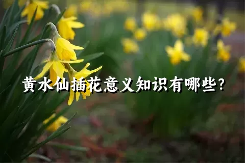 黄水仙插花意义知识有哪些？