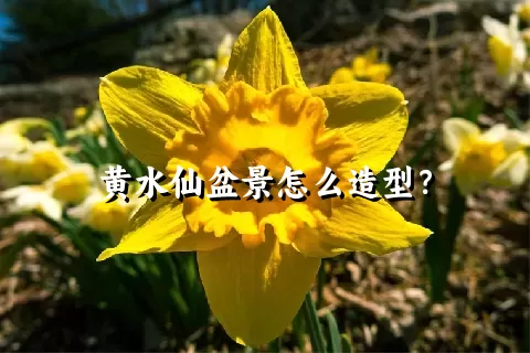 黄水仙盆景怎么造型？