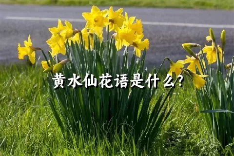 黄水仙花语是什么？