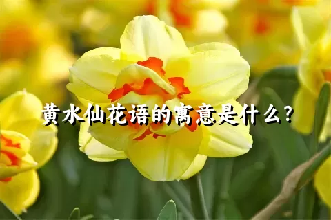 黄水仙花语的寓意是什么？