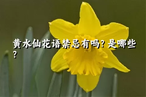 黄水仙花语禁忌有吗？是哪些？