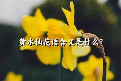 黄水仙花语含义是什么？