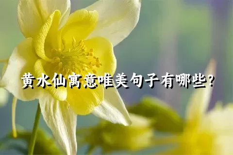 黄水仙寓意唯美句子有哪些？