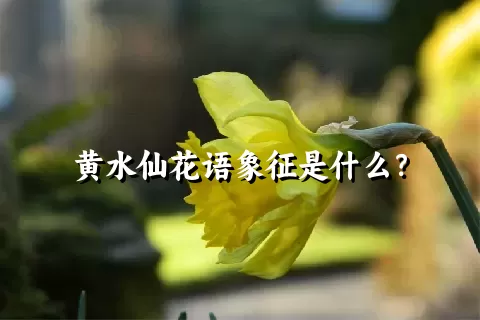 黄水仙花语象征是什么？