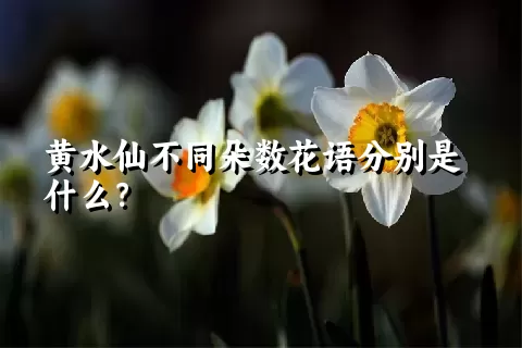 黄水仙不同朵数花语分别是什么？