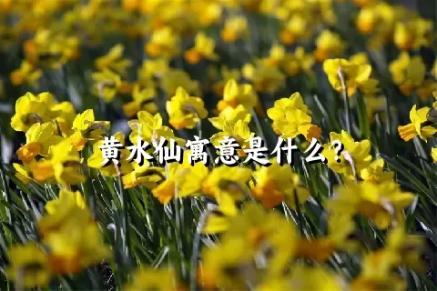 黄水仙寓意是什么？