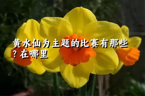 黄水仙为主题的比赛有那些？在哪里