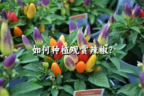 如何种植观赏辣椒？