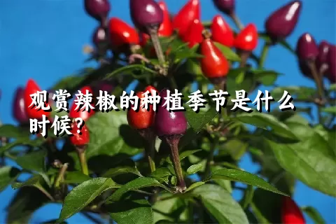 观赏辣椒的种植季节是什么时候？