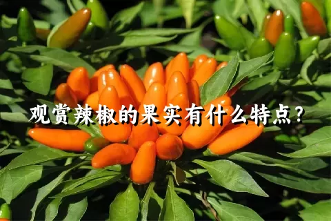 观赏辣椒的果实有什么特点？